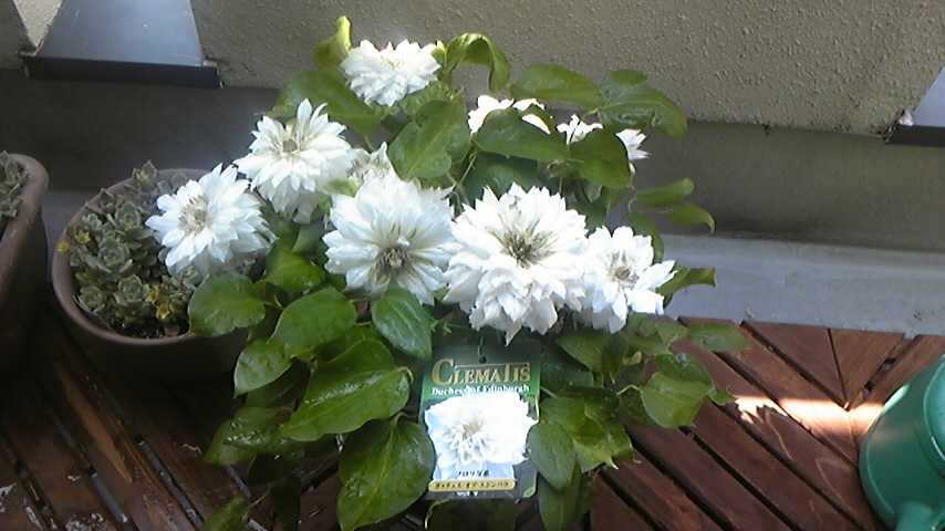 c0202870_9544977.jpg