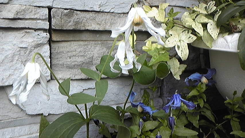 c0202870_9565075.jpg