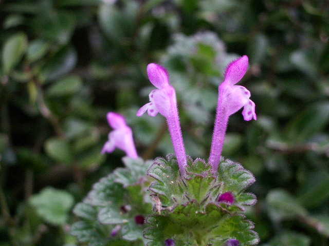 e0025300_10391755.jpg