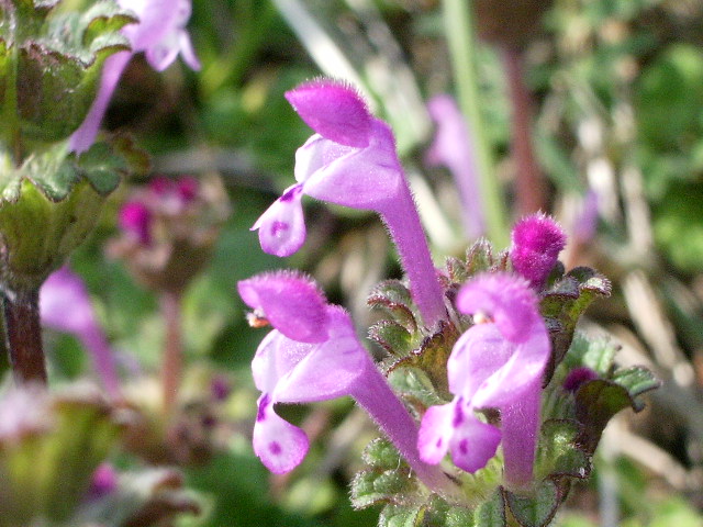 e0025300_10453595.jpg