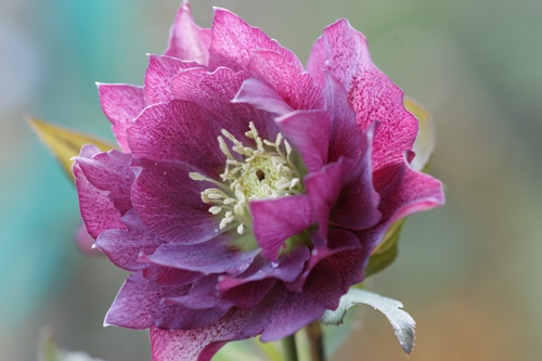 c0042418_1021720.jpg
