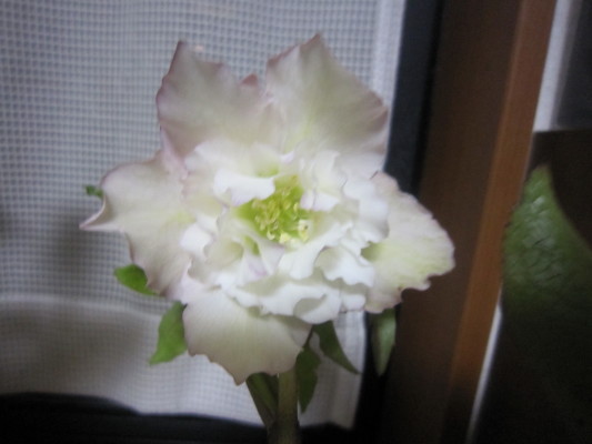 c0202870_22273619.jpg