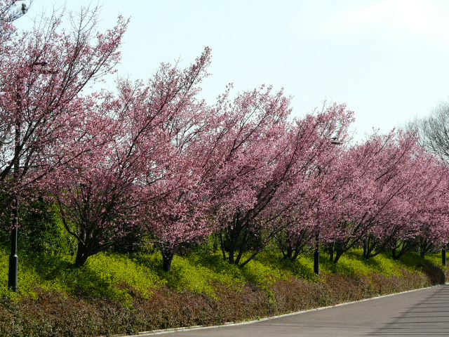 e0145782_1610188.jpg