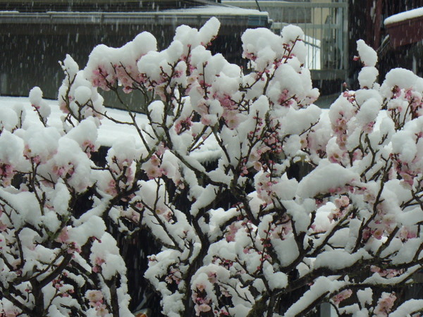 e0026586_1130292.jpg