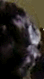 e0103408_1156723.gif