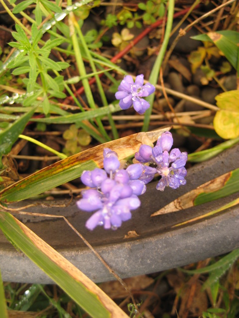 d0147727_2132146.jpg