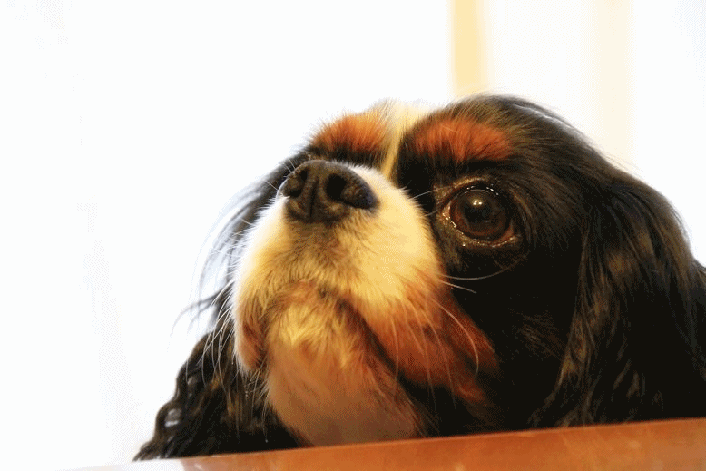 c0145250_16301693.gif