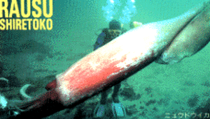 e0155560_11355375.gif