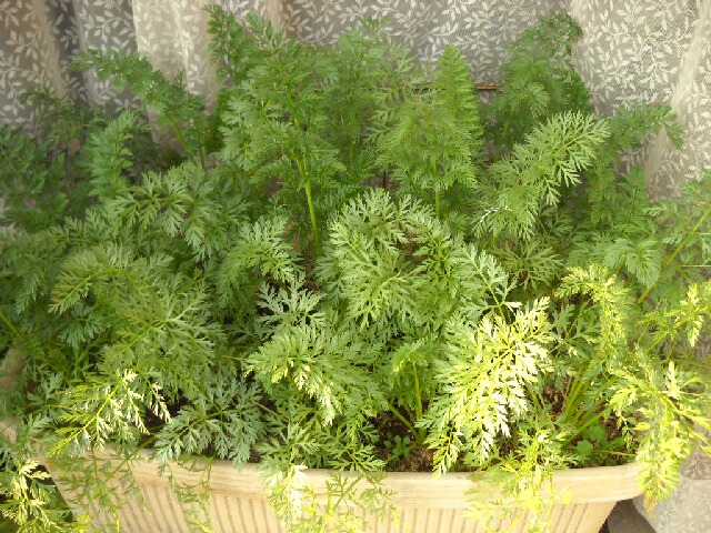 f0018078_1911082.jpg