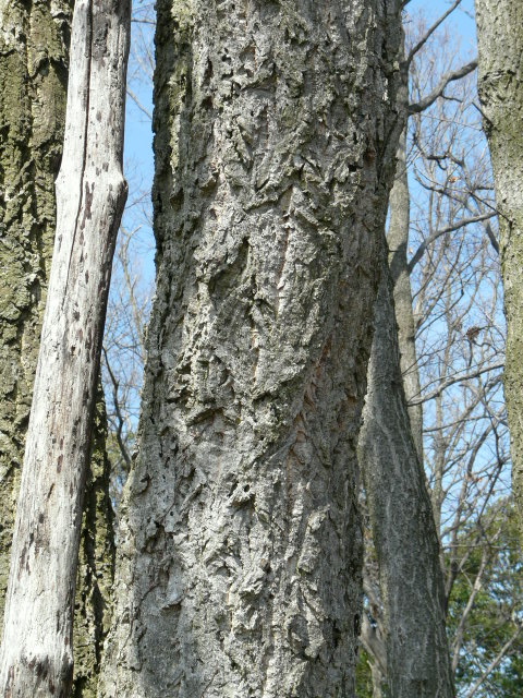 e0145782_11524599.jpg