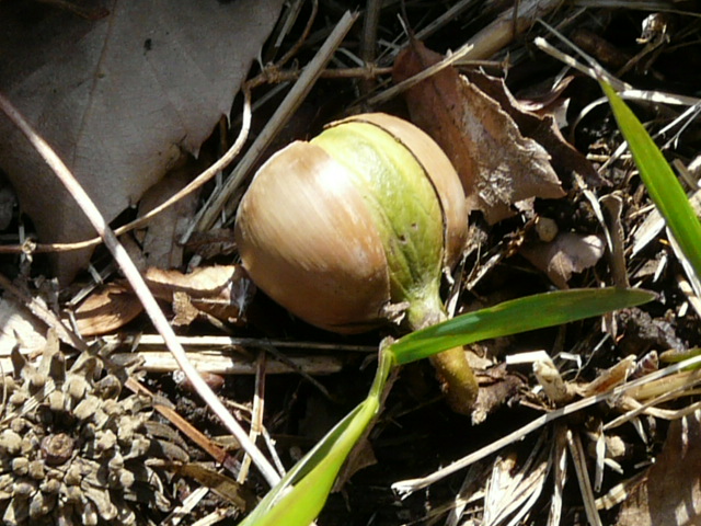 e0145782_1153642.jpg