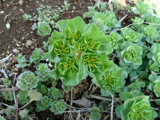 e0145782_11542838.jpg
