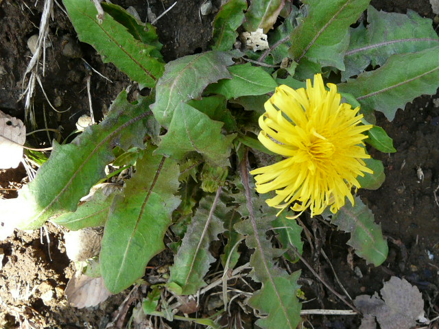 e0145782_11554649.jpg