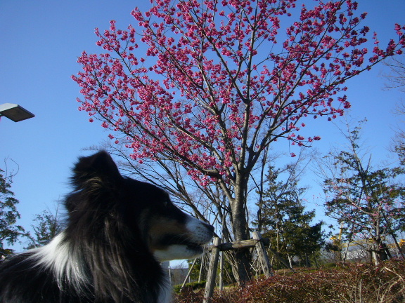 e0130008_20423087.jpg