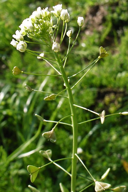 c0125735_18353083.jpg
