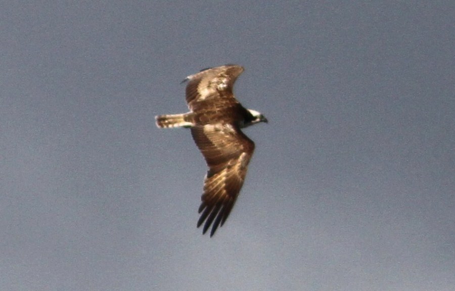 c0172139_1112971.jpg