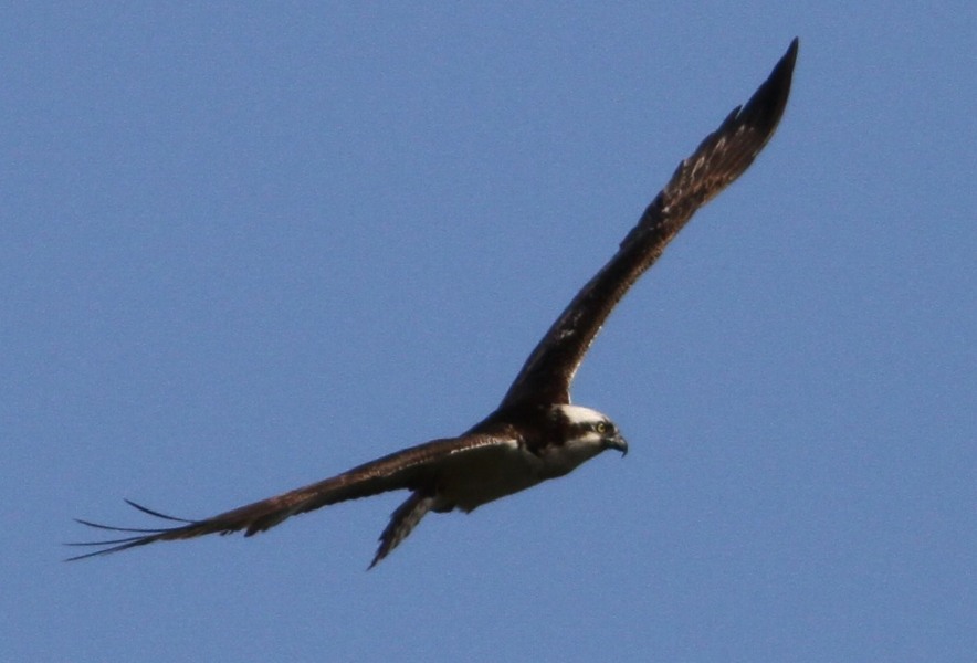 c0172139_11231139.jpg