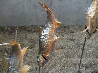 c0208355_1582974.jpg