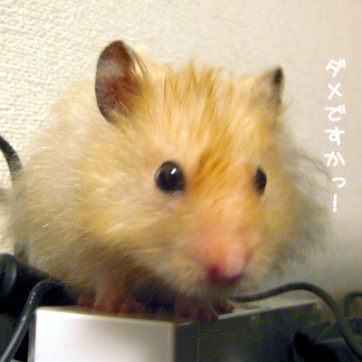 c0160473_14532529.jpg