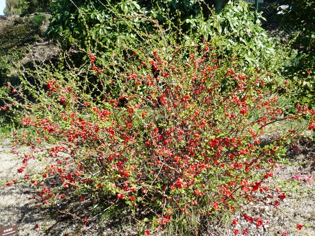 a0127090_2020283.jpg