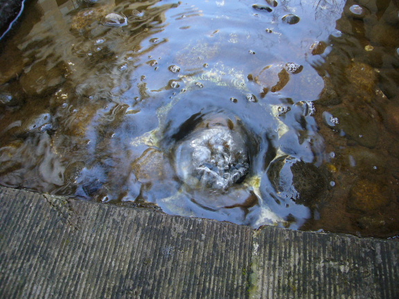 e0130008_23175175.jpg