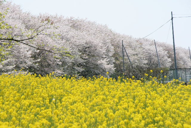 e0064133_06127.jpg
