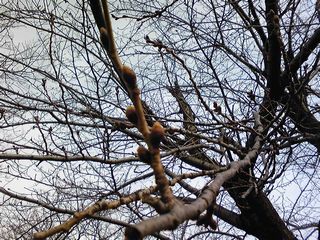 e0012580_1030168.jpg