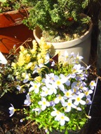 c0057781_12315227.jpg