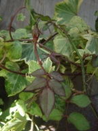 c0057781_12341033.jpg