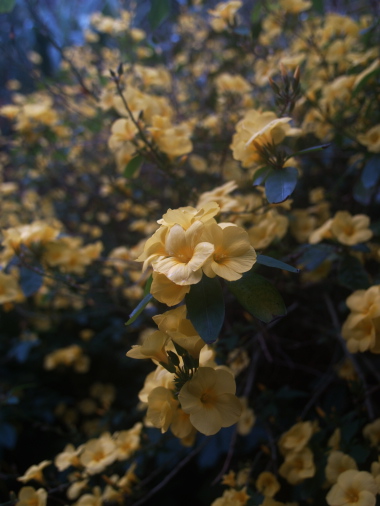 e0089001_21421179.jpg