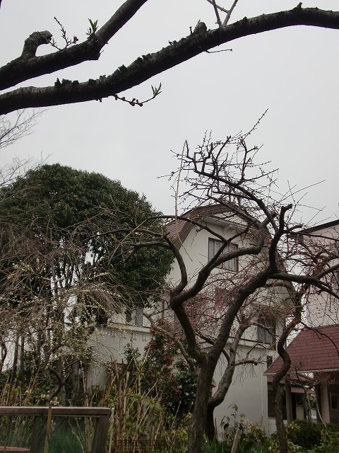 a0148431_11411727.jpg