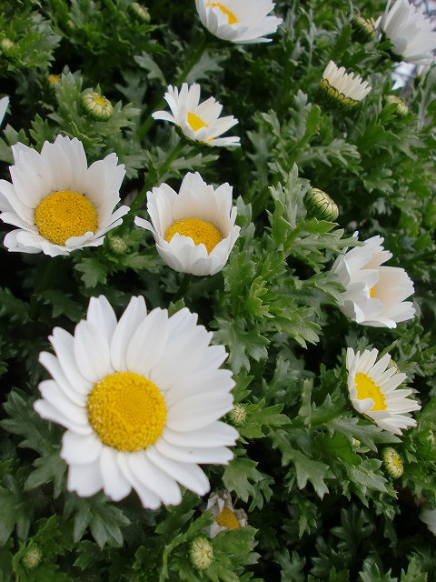 a0148431_11431090.jpg