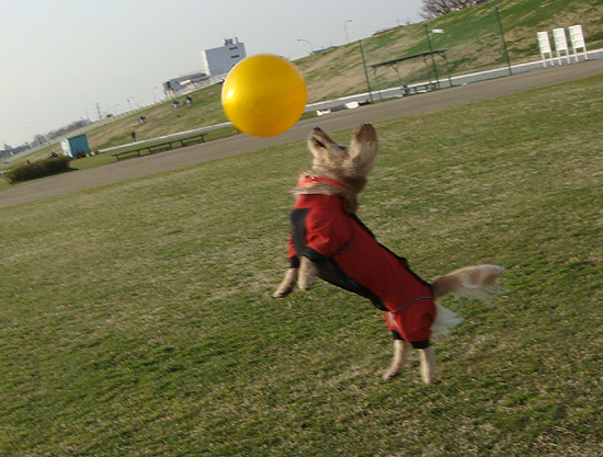c0117831_1052340.jpg