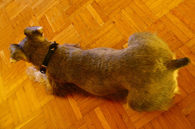 c0153740_4373100.jpg