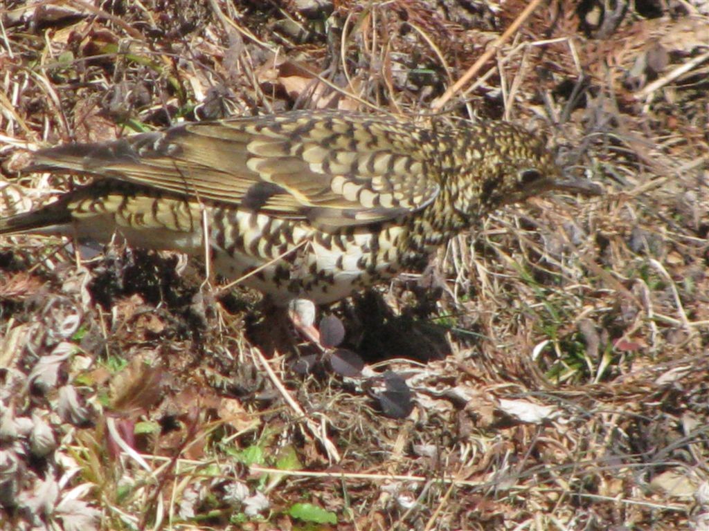 f0151044_91745100.jpg