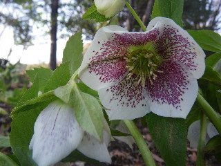 e0069647_12251016.jpg