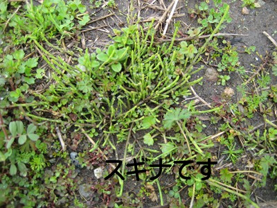 f0003174_1441853.jpg
