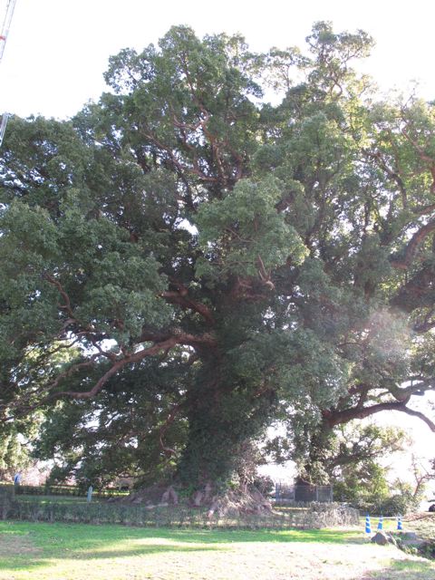 e0132881_22341198.jpg