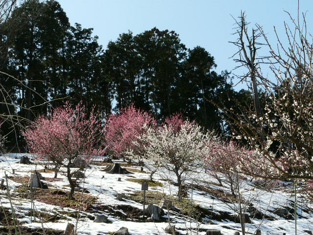 e0145782_15123947.jpg