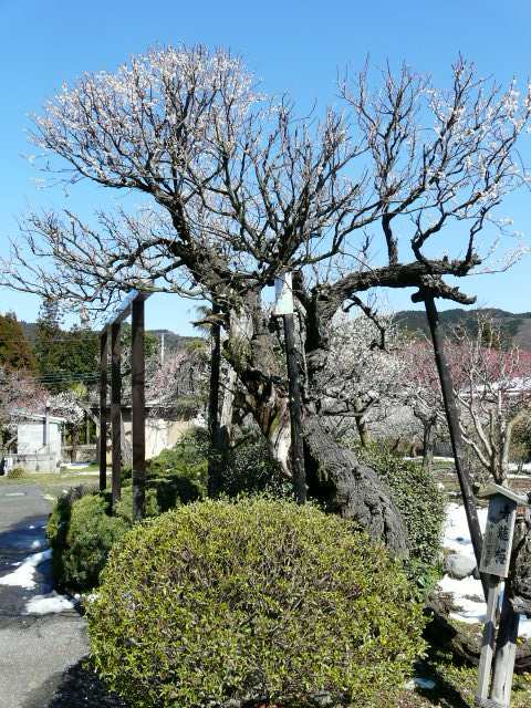 e0145782_15135923.jpg