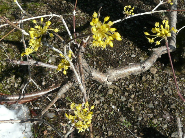 e0145782_1517092.jpg