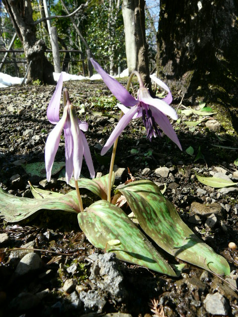 e0145782_15172011.jpg