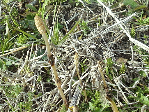 c0138198_1230377.jpg