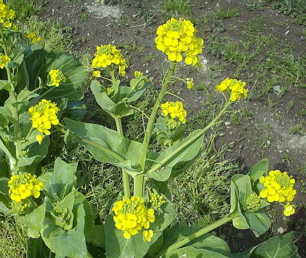 c0138198_12374145.jpg