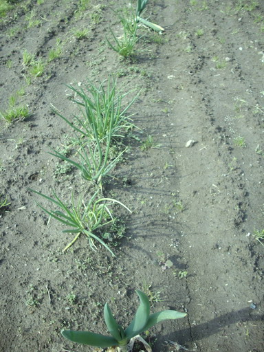 c0138198_12383950.jpg