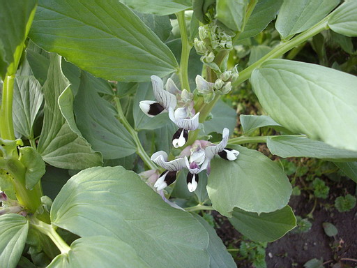 c0138198_12403442.jpg