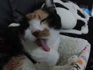 c0201113_21195588.jpg