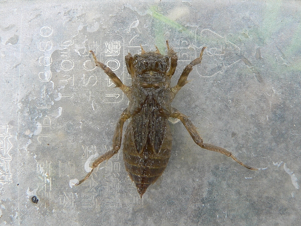 e0002314_1754459.jpg