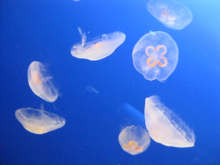 a0127828_214378.jpg