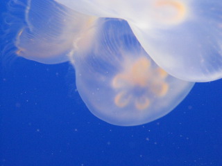 a0127828_21451543.jpg